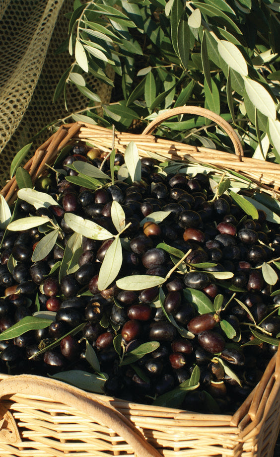 Ägäische Oliven ( mit Kernen )